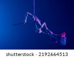 Small photo of Female circus gymnast hanging upside down on aerial silk on black background with blue backlight. Young woman performs tricks at height on silk fabric. Difficult acrobatic stunts.