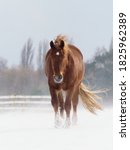 A Suffolk Punch Horse In A...