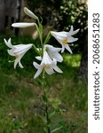 Small photo of Twig with white flowers of Madonna Lily or Lilium candidum, Sofia, Bulgaria