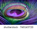 Abstract macro peacock feather, blur, multicolored exotic bird