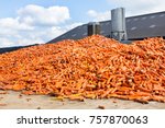 Heap of orange Carrots as vegetables lying on farm