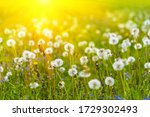 Field with blowball  dandelions against sun beams. Spring background. Soft focus