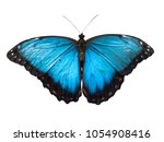 Blue Morpho Butterfly  Morpho...