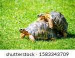 Couple Of Tortoises Mating In...