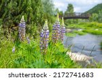 blue and violet flowering plant ... | Shutterstock . vector #2172741683