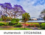 Sydney garden and city park on shores of Harbour in spring season when Jacaranda trees blossom with violet flowers in front of major city landmarks on a sunny day.