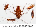 Yucky Ugly Cockroaches Free Stock Photo - Public Domain Pictures