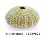 Sea Urchin Shell Isolated On...
