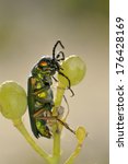 Small photo of Beetle outdoor (lytta vesicatoria)