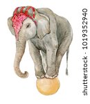 Circus Elephant On The Ball ...