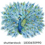 Large Royal Peacock With An...