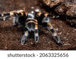Small photo of The bird-eating spider brachypelma Smitty. Brachypelma smithi. Close-up.