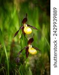 Small photo of Cypripedium calceolus on a summer day, Russia
