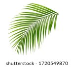 Palm Leaf Isolate On White...