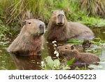 Capybara  Hydrochaeris...