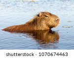 Capybara  Hydrochaeris...