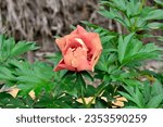 Small photo of Wonderful peony flower variety Old Rose Dandy at beginning of flowering is yellowish-beige with purple tint, later a delightful red-brown color. Red spots at base of petals. Floriculture, gardening