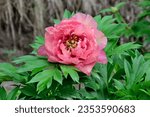 Small photo of Delightful peony flower variety Pink Double Dandy with fragrant semi-double and double flowers, pink with hint of lavender. Delicate, thin and silky petals reveal rare ring of stamens. Summer garden