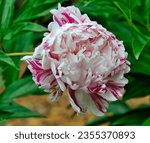 Small photo of Single variegated white with pink striped peony flower variety Candy Stripe close up. Wonderful double peony flower in summer garden in full bloom. Floriculrure, gardening or holiday concept