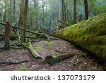 Fallen Trees Covered In Moss In ...