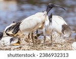 Small photo of Australian White Ibis and nesting grounds at Coolart Wetlands and Homestead in Somers on a hot spring day on the Mornington Peninsula, Victoria, Australia