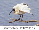 Small photo of Australian White Ibis and nesting grounds at Coolart Wetlands and Homestead in Somers on a hot spring day on the Mornington Peninsula, Victoria, Australia