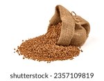 Raw buckwheat grains in rustic burlap isolated on white background
