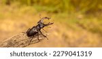 Male stag beetle in natural...