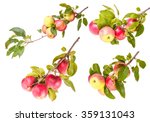 Set ripe apples on a branch isolated on white background