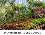 Ornamental plant store. row of...