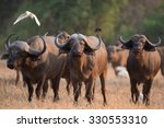 Cape buffalo (Syncerus caffer) standing in a field of dried grasses