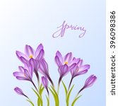 Spring Violet Crocus Flowers On ...