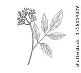 vector drawing elderberry ... | Shutterstock .eps vector #1758114329