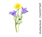 watercolor drawing bouquet of... | Shutterstock . vector #2164337369