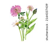 watercolor drawing bouquet of... | Shutterstock . vector #2164337439