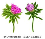 drawing buds of flower of aster ... | Shutterstock . vector #2164833883