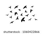 flock of flying birds in the... | Shutterstock . vector #1060422866