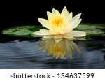 Beauty Water Lilly Flower