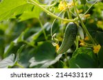 Green Cucumber On A Branch