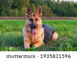 Beautiful german shepherd dog, smart and easy to train on the edge of the forest in Hungary