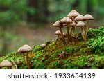 Mushrooms False Honey Fungus On ...