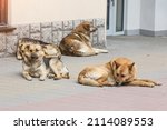 A Gang Of Stray Dogs.half A...