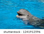 Bottlenose Dolphin With Head...