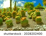 Ferocactus Stainesii Cactus...