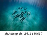A pod of spinner dolphin swim...