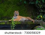 Male Adult Bengal Tiger Resting ...