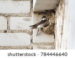 Swallow Sits In A Nest Under...