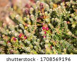 Small photo of Port Stanley. Falkland islands. Mountain berry. ( Diddle Dee). These berry plants are common in the Falkland Islands.