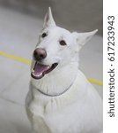 Small photo of White Swiss shepherd dog Wonderful in all respects the dog, loyal friend and trusted companion, a noble family pet with a friendly character and unusual loyalty.