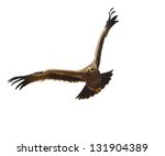 Steppe eagle   showing wing...